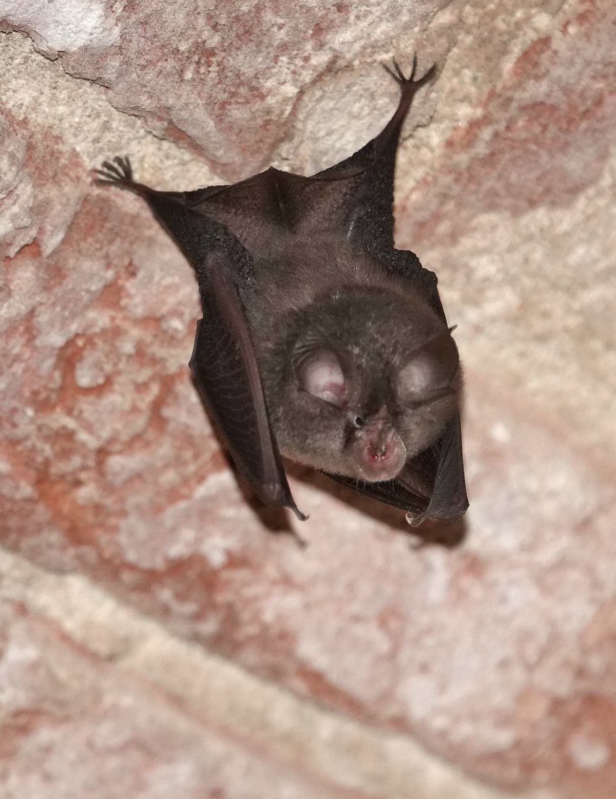 Petit Rhinolophe